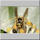 Vespula germanica - Deutsche Wespe - 06b am Efeu.jpg